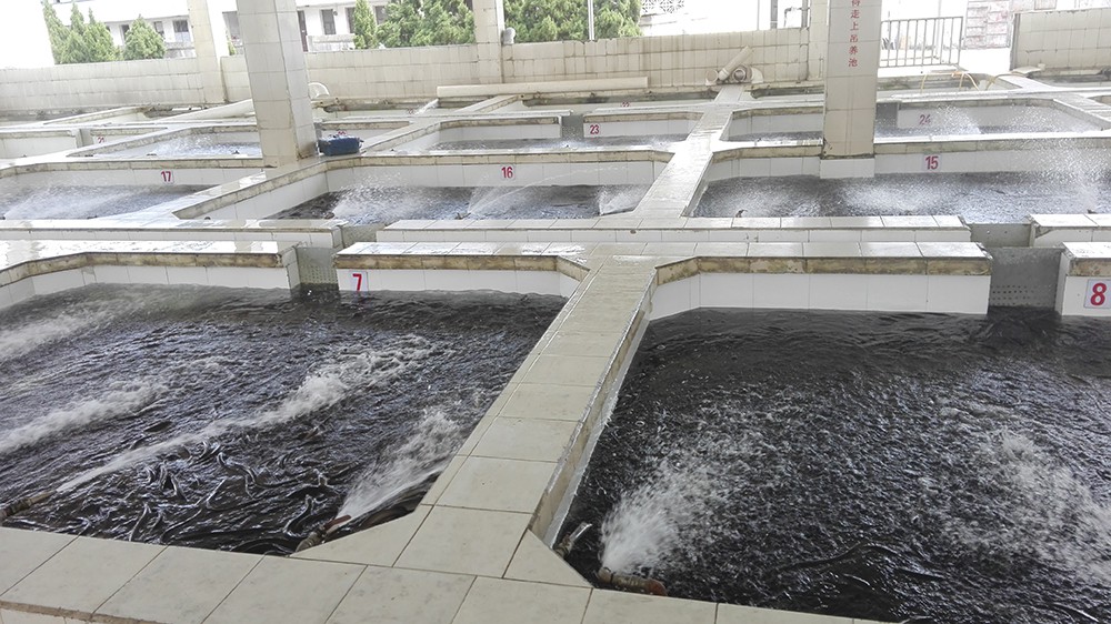 長樂聚泉鰻魚原料暫養池